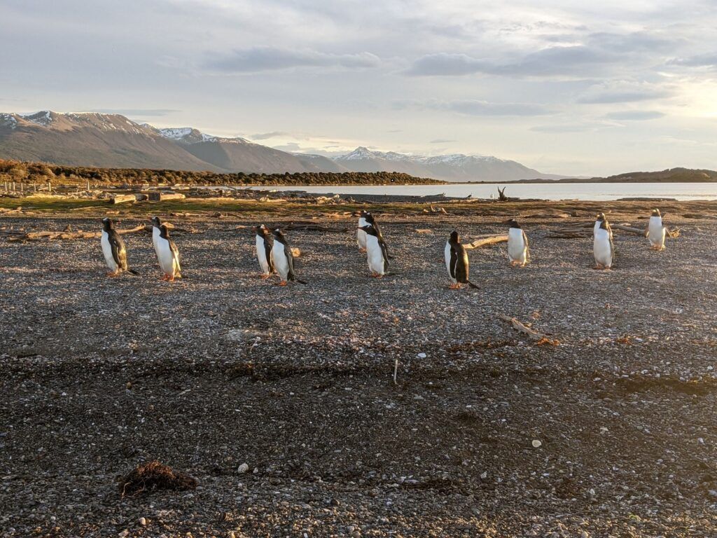 A boat journey advertisement to Isla Martillo highlights its penguin inhabitants in Ushuaia