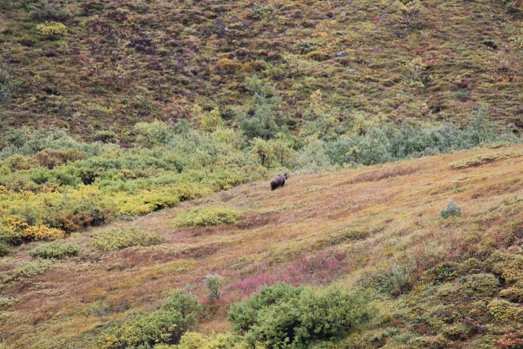 Bear spotting in Denali