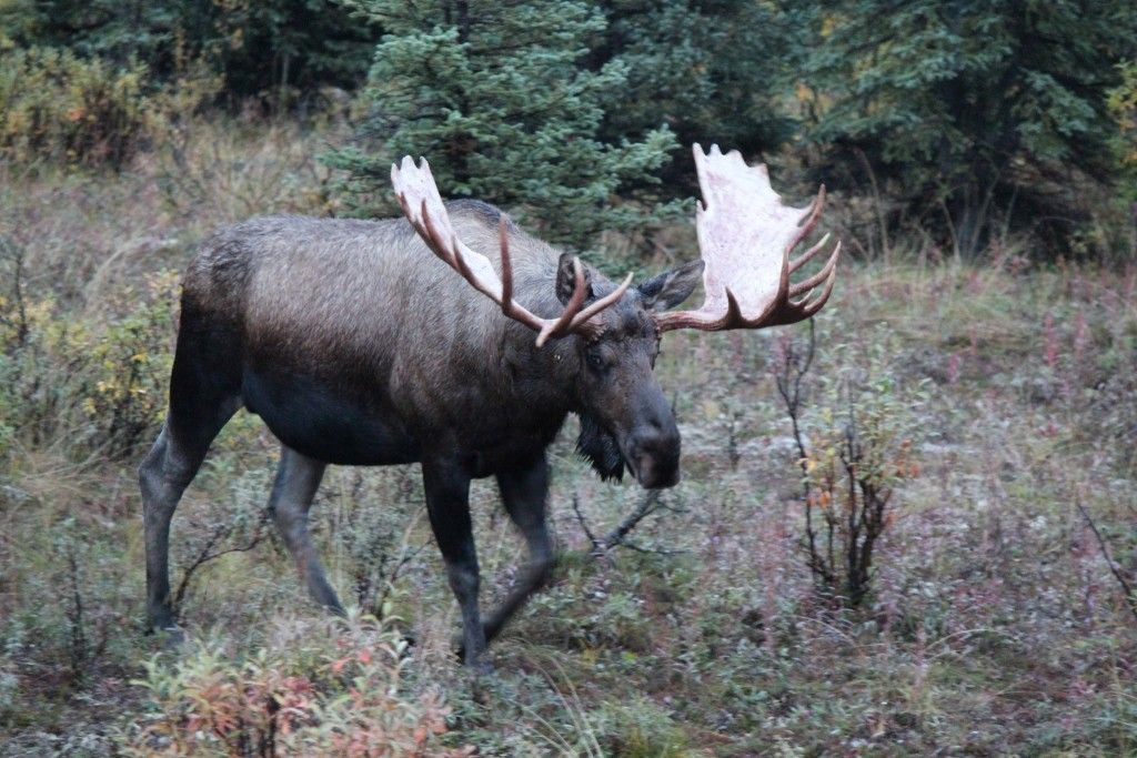 Moose in Denali National Park